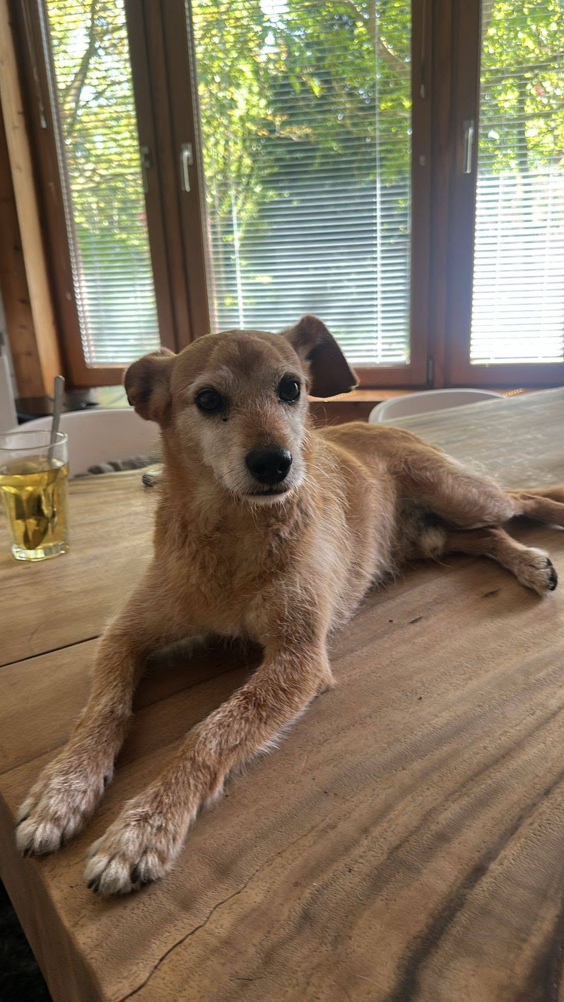Hond uit onze opvang
