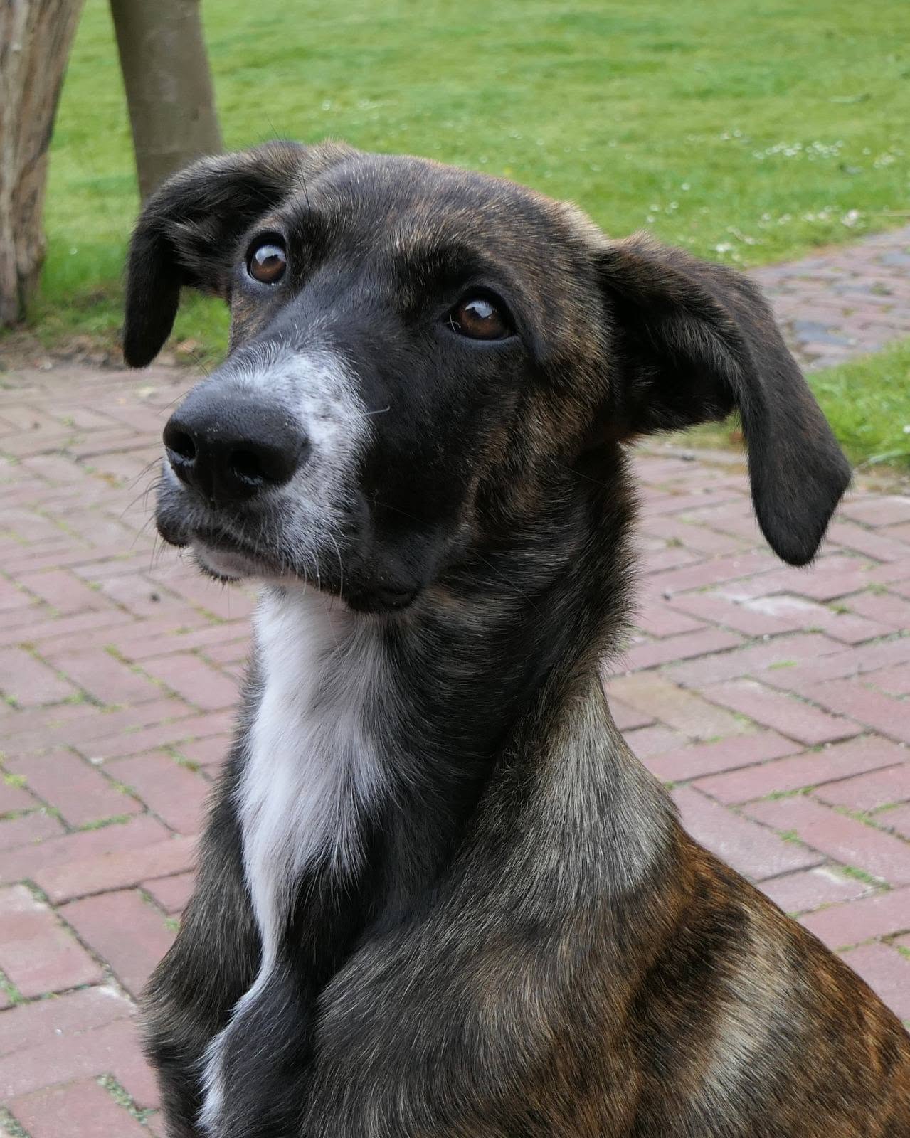 Hond uit Cyprus