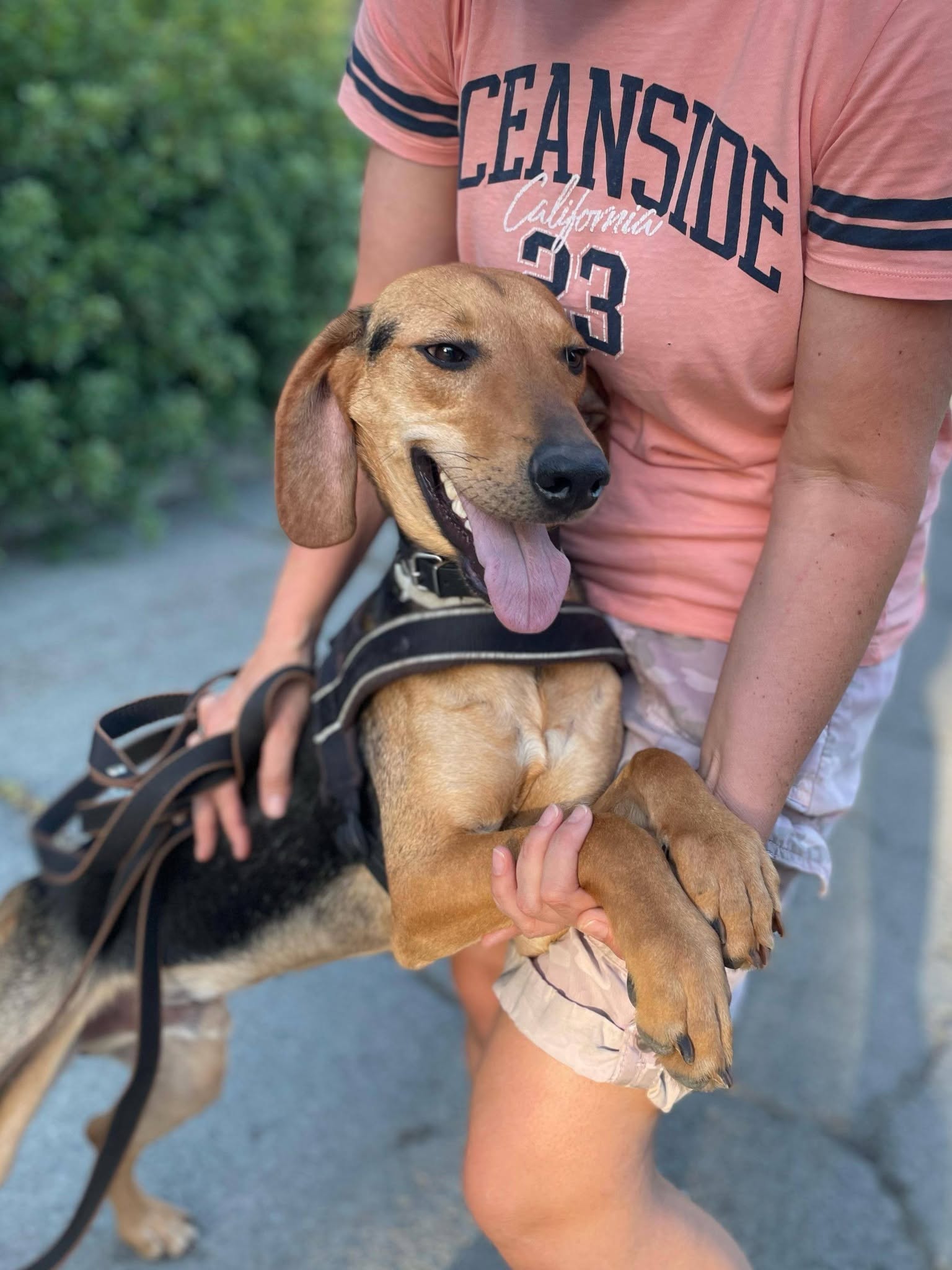 Hond in liefdevolle handen