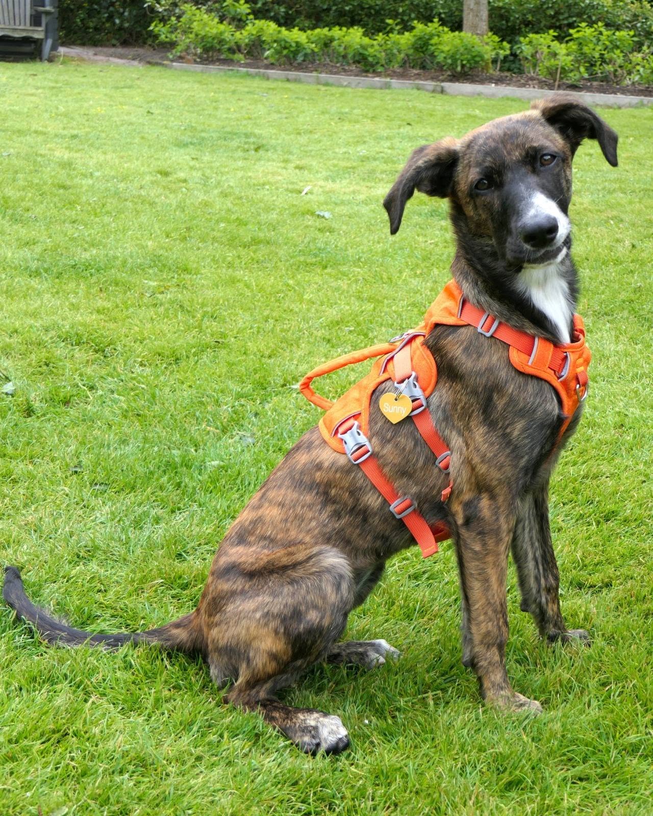 Hond in onze opvang