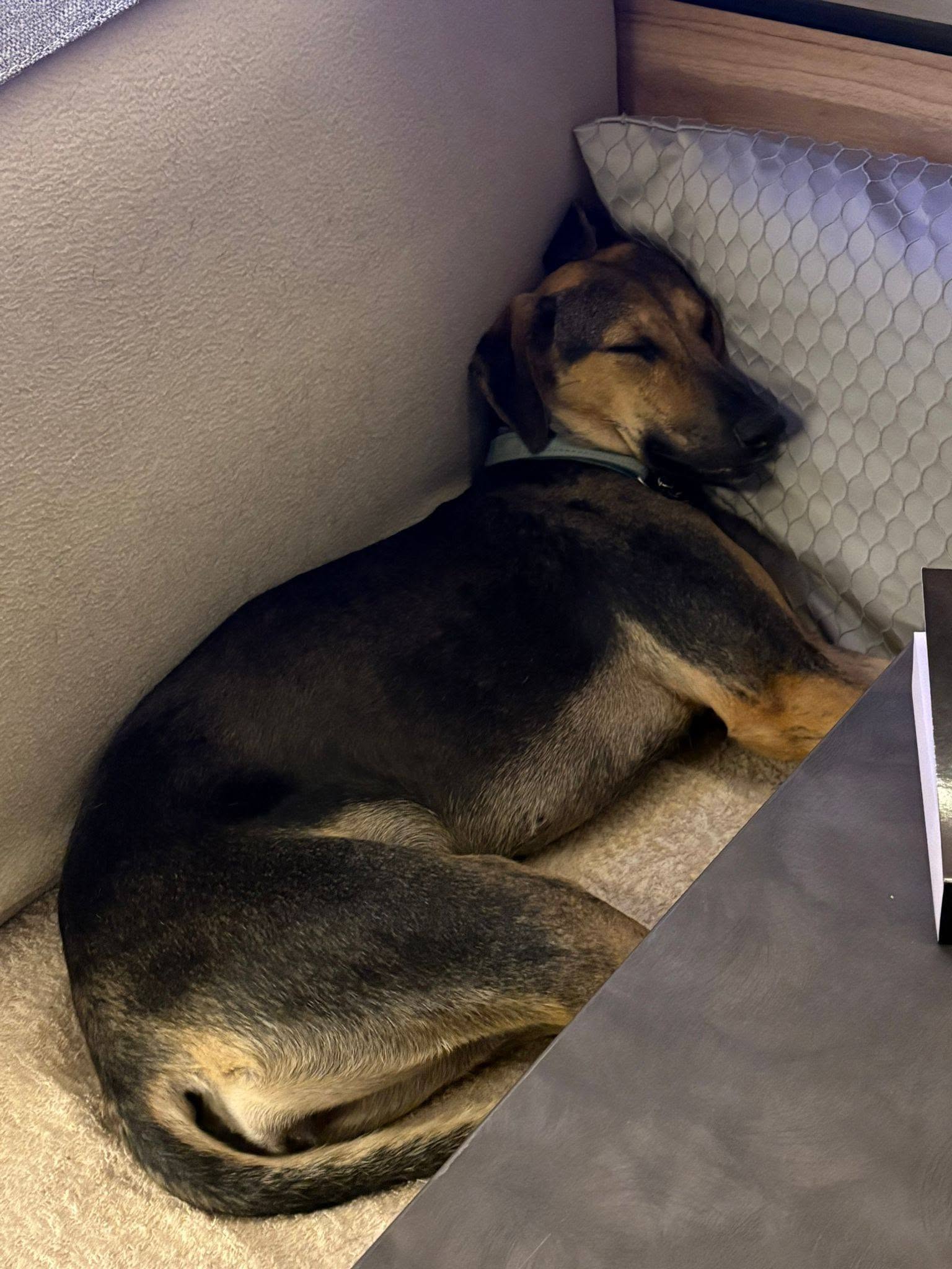 Hond rustig op zijn eigen plek