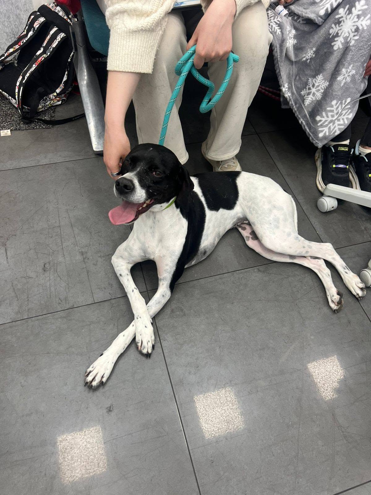 Hond op avontuur met zijn baasje