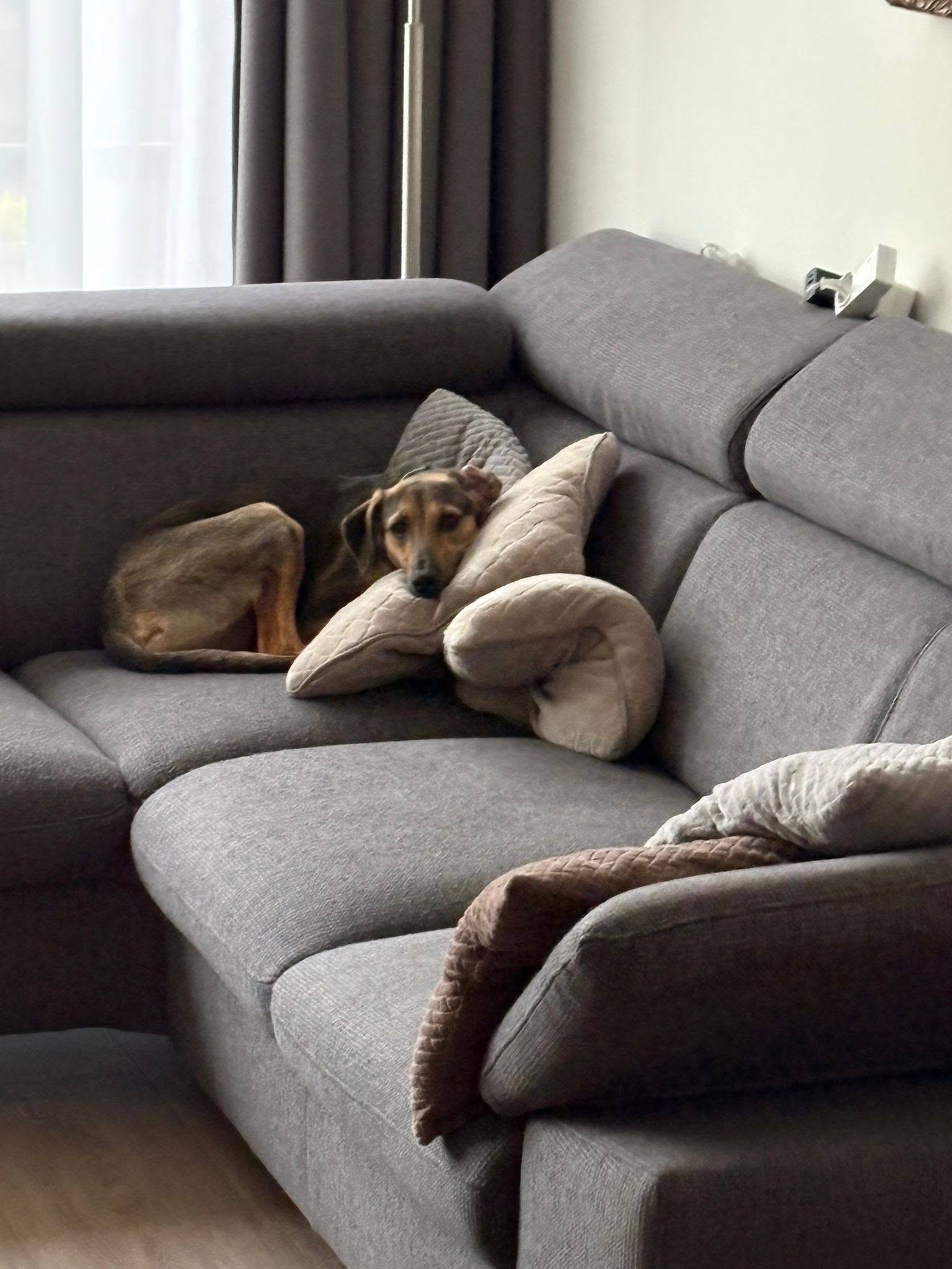 Hond geniet van rust op de bank