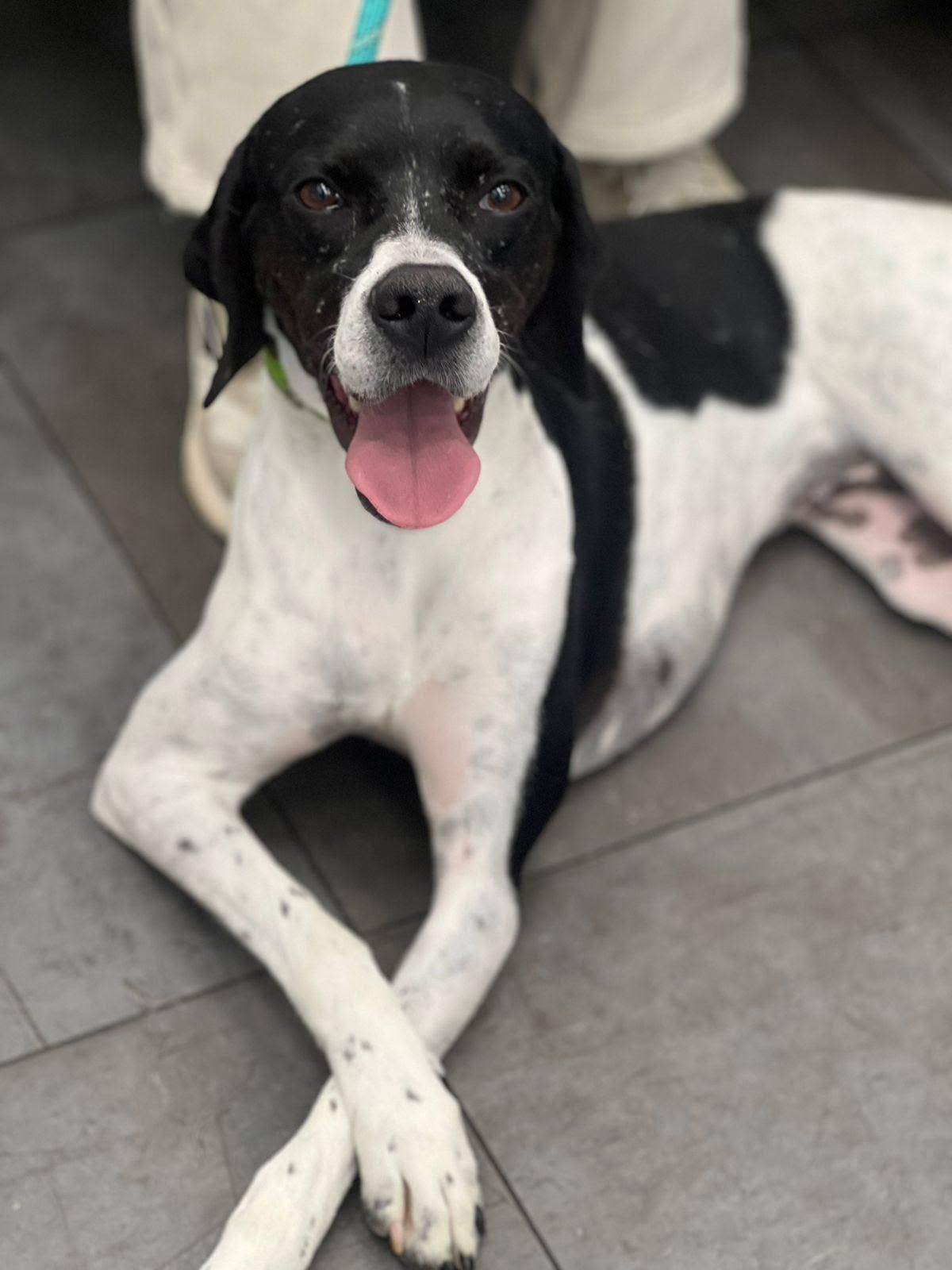 Hond uit Cyprus