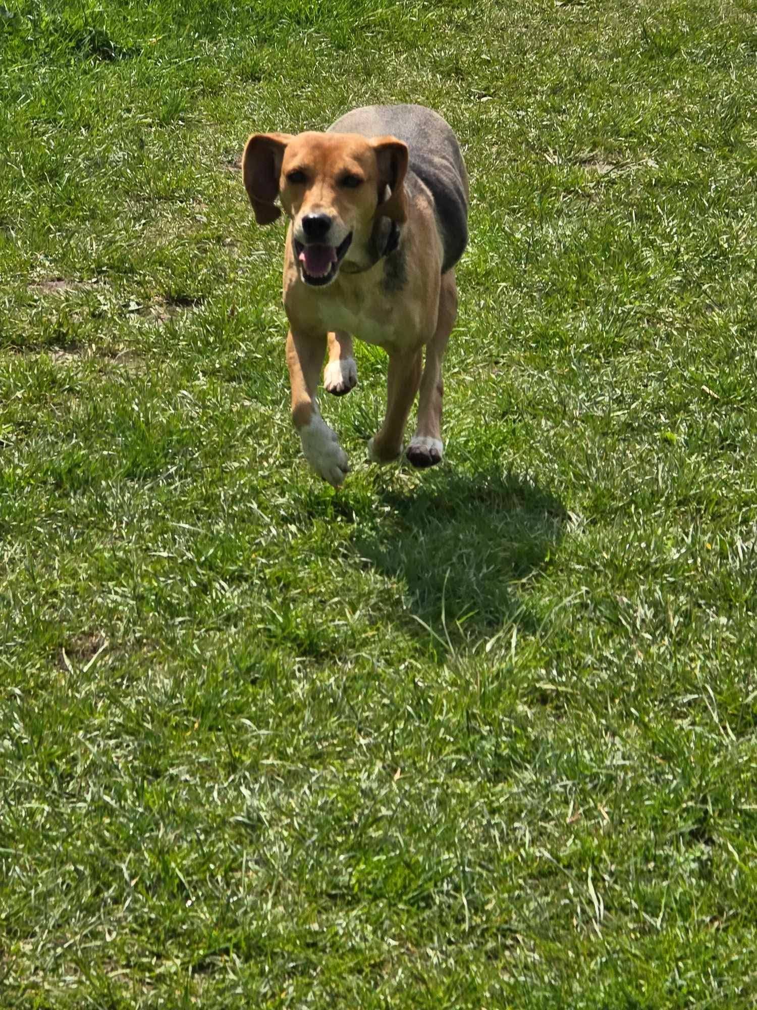 Hond uit Cyprus