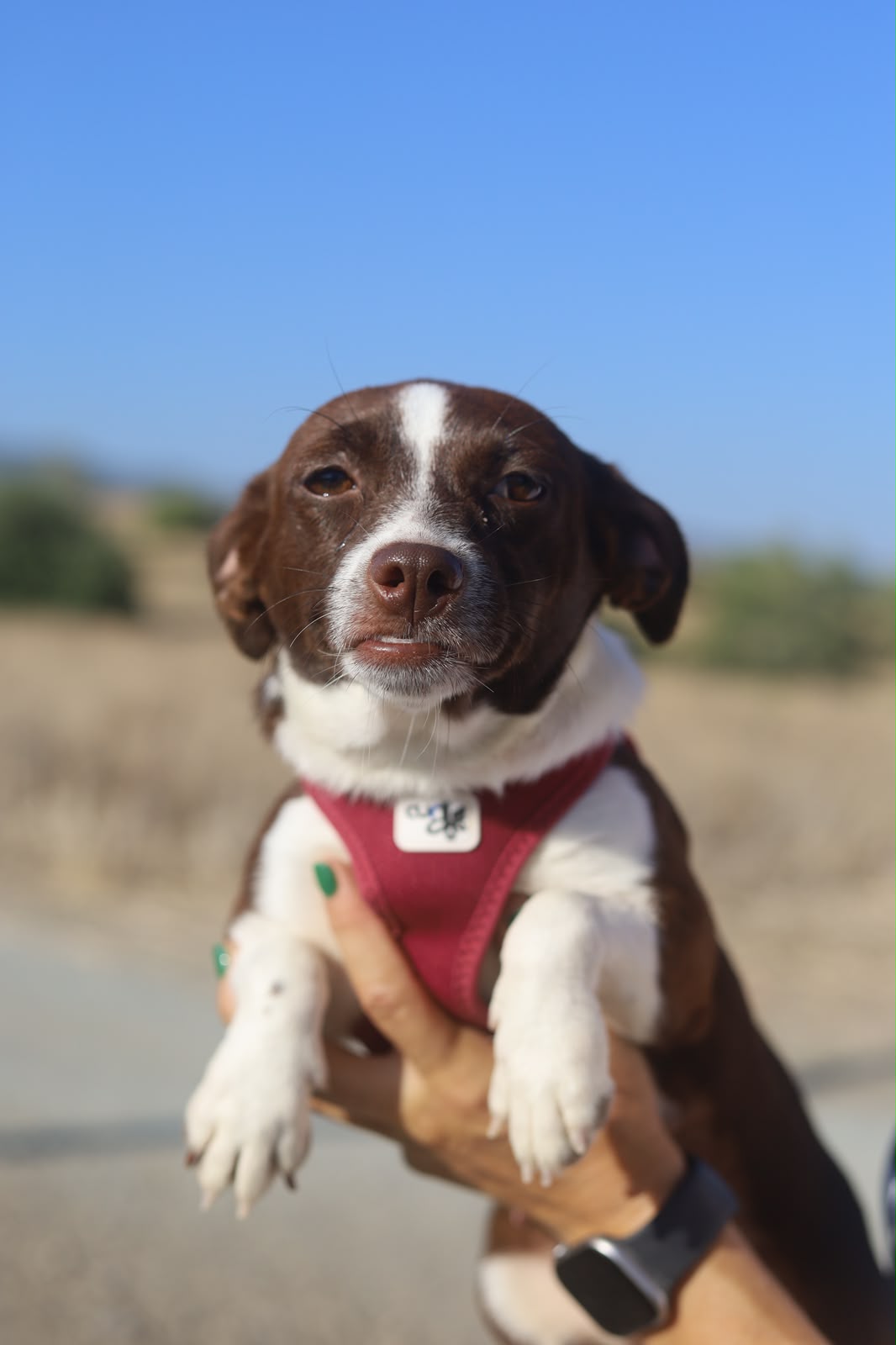 Lyra