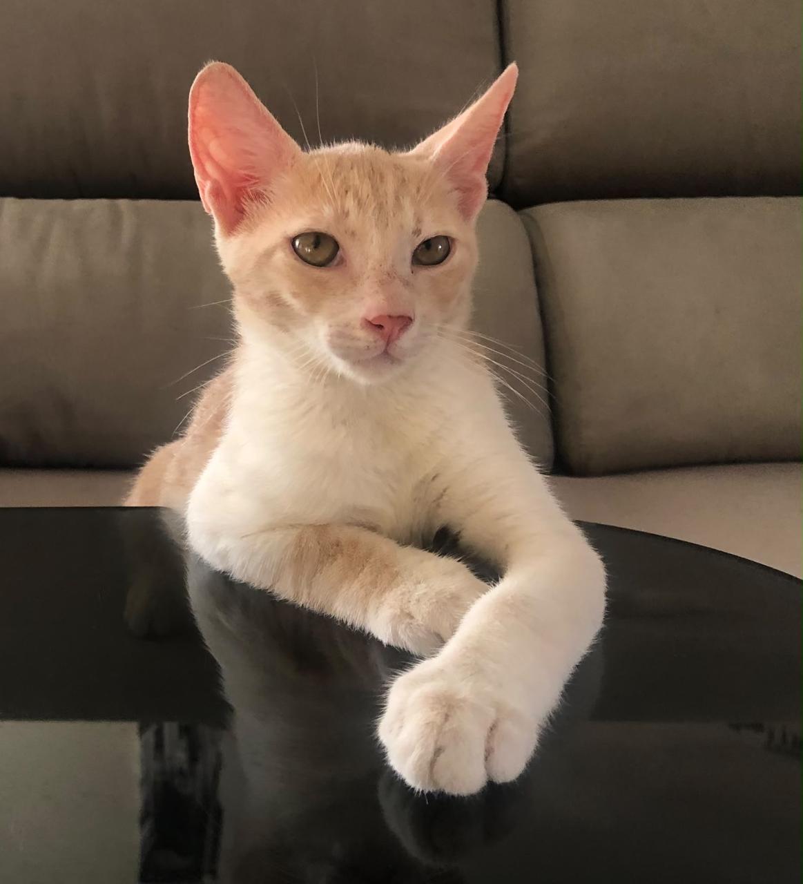 Elvis
