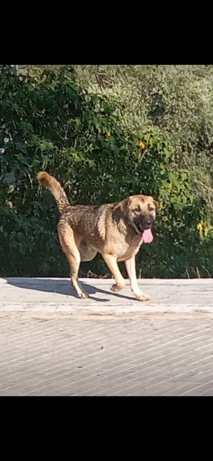 Bruno
