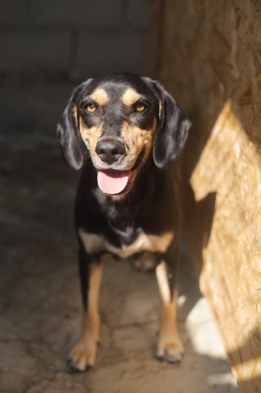 Uma