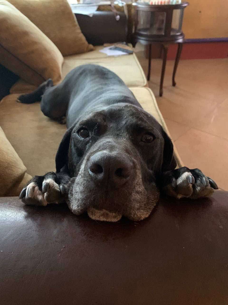 Angel