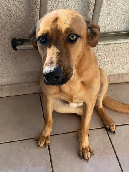 Oscar