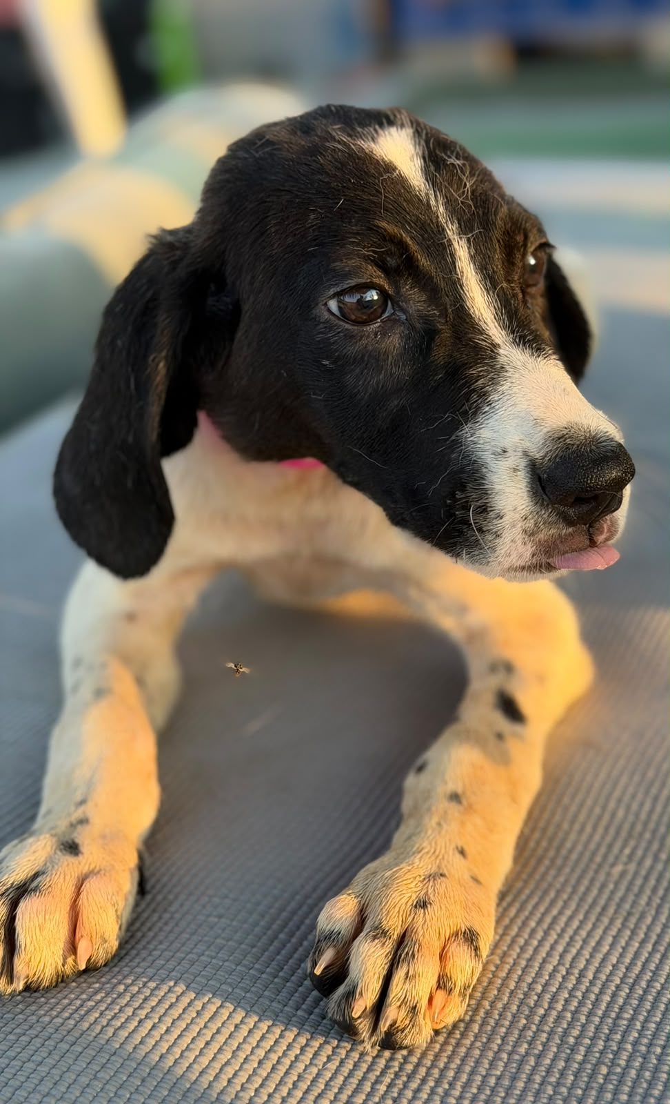 Changa