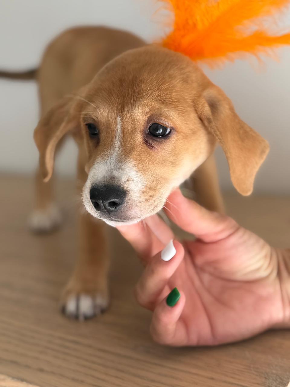 Dakota