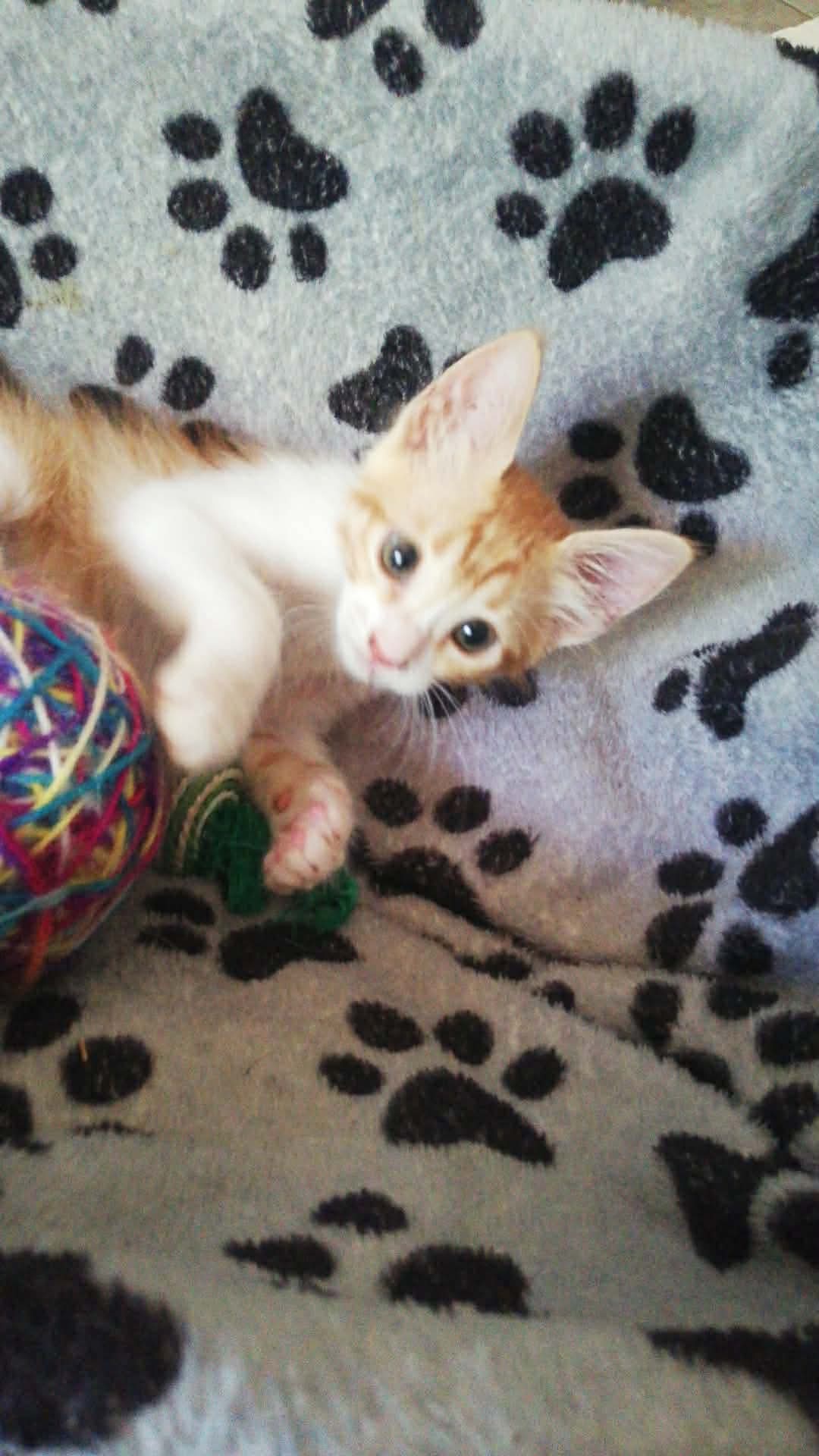 Ginger