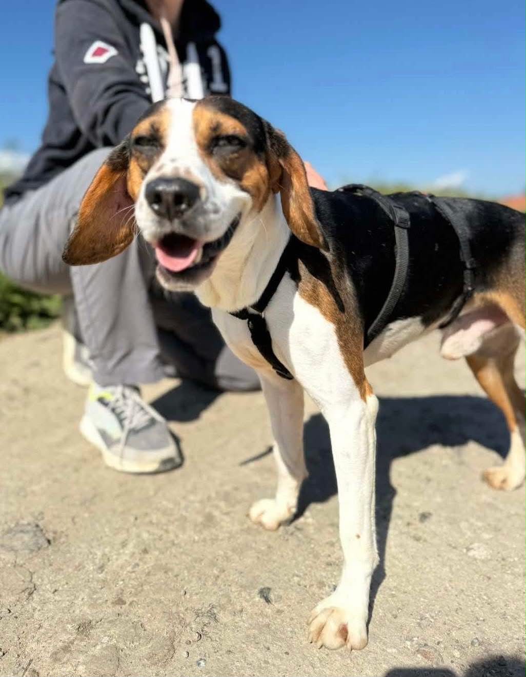 Scout