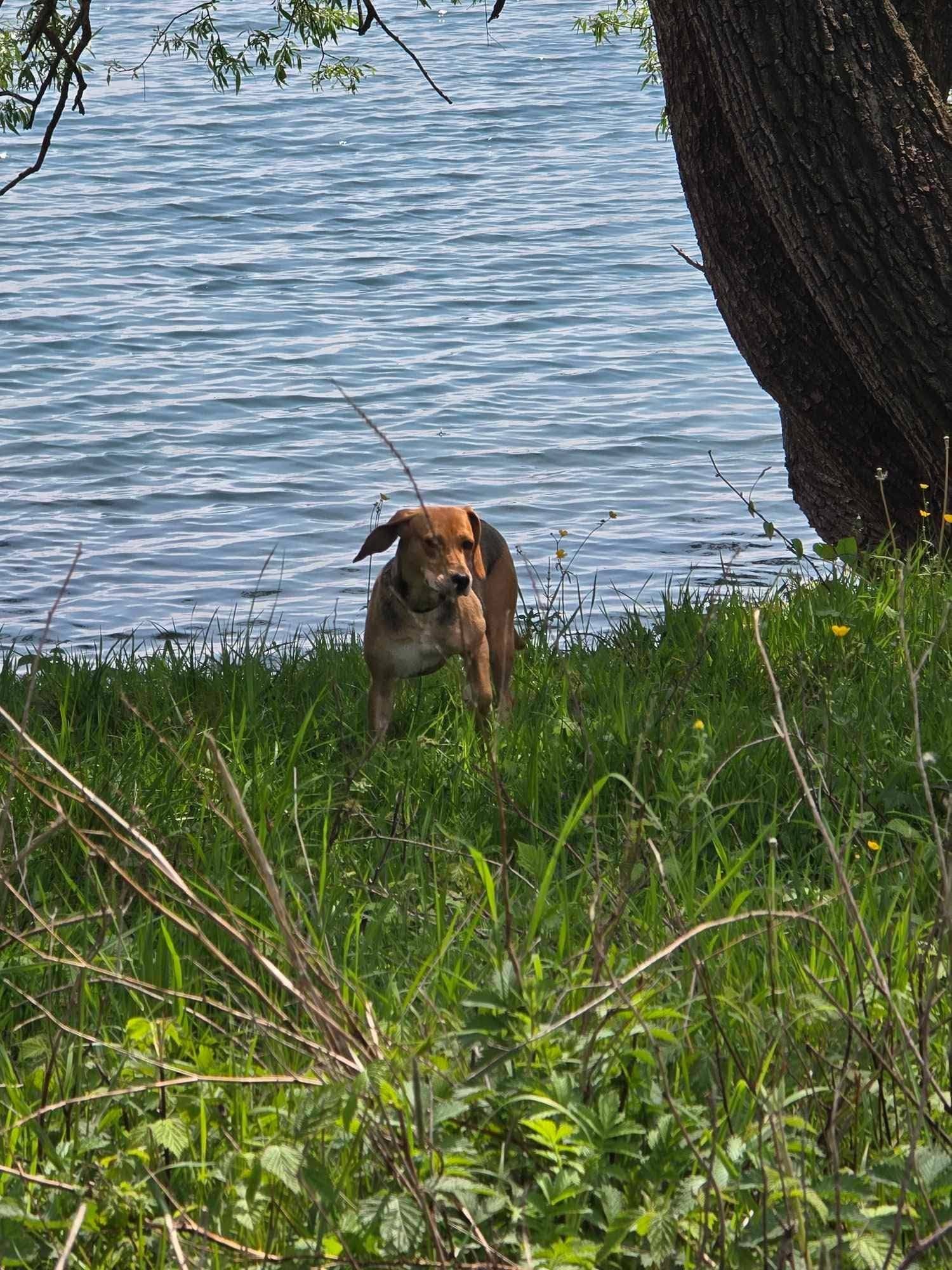 Holly’s Reis: van angstige straatziel tot een leven vol vertrouwen en geduld 🐾
