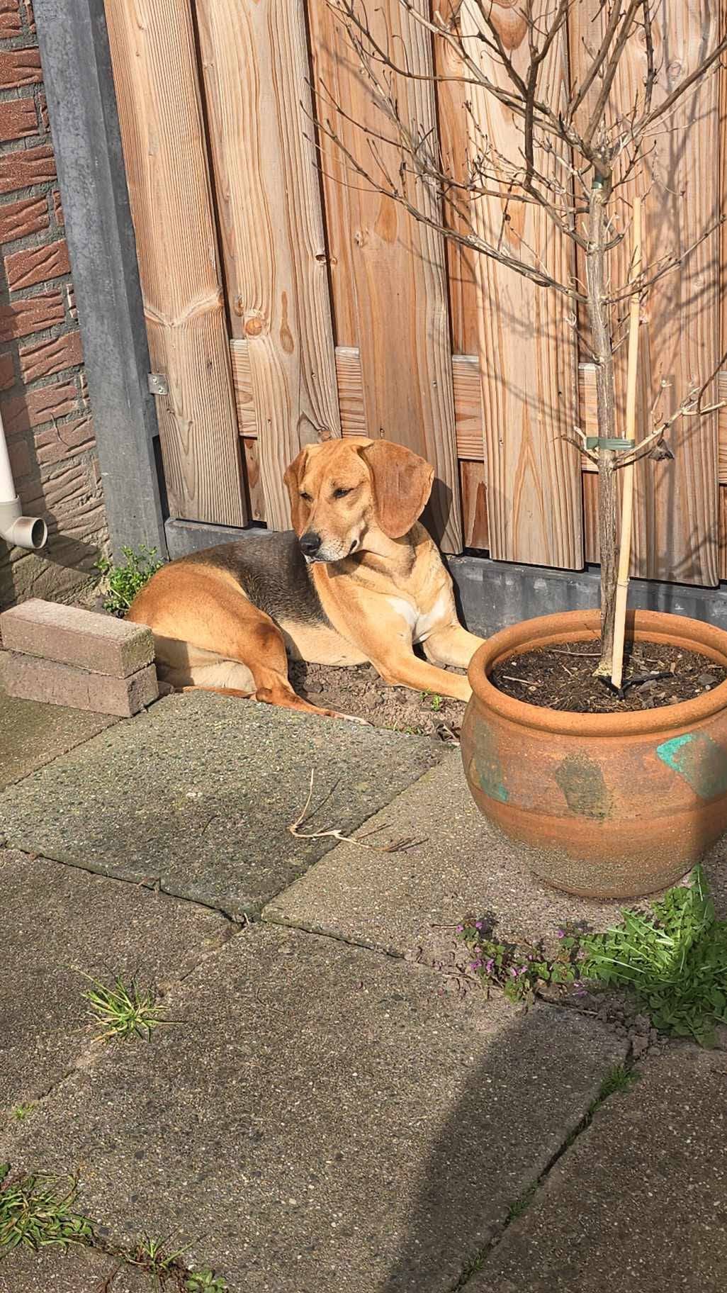Holly’s Reis: van angstige straatziel tot een leven vol vertrouwen en geduld 🐾