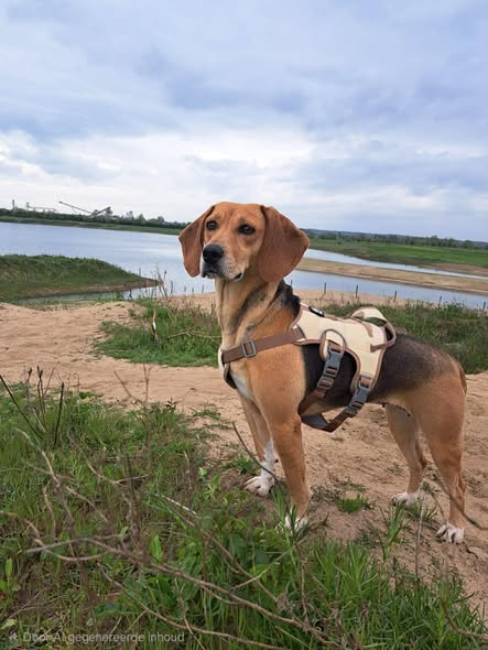 Holly’s Reis: van angstige straatziel tot een leven vol vertrouwen en geduld 🐾