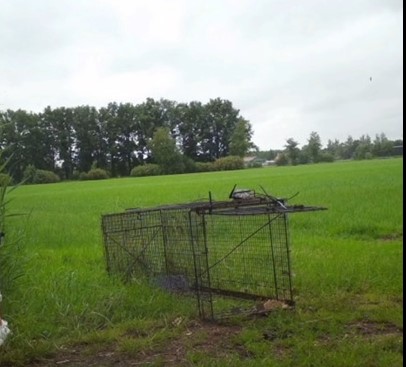 Een triest verhaal met een mooie afloop: Chloë’s avontuur✴️