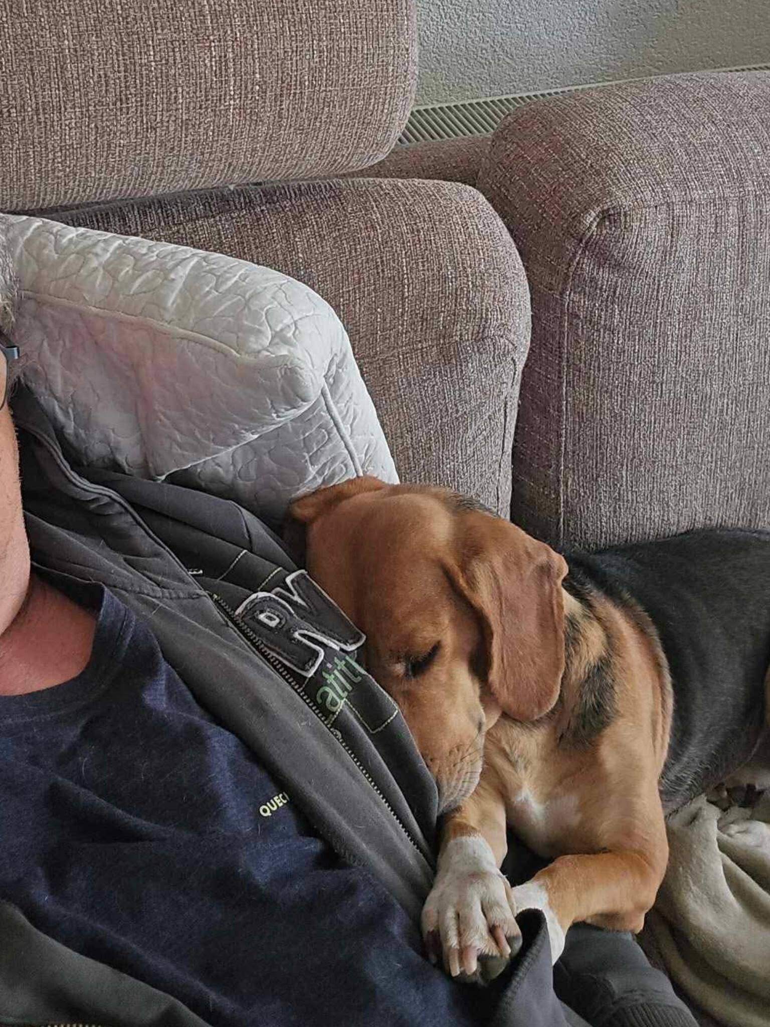 Holly’s Reis: van angstige straatziel tot een leven vol vertrouwen en geduld 🐾