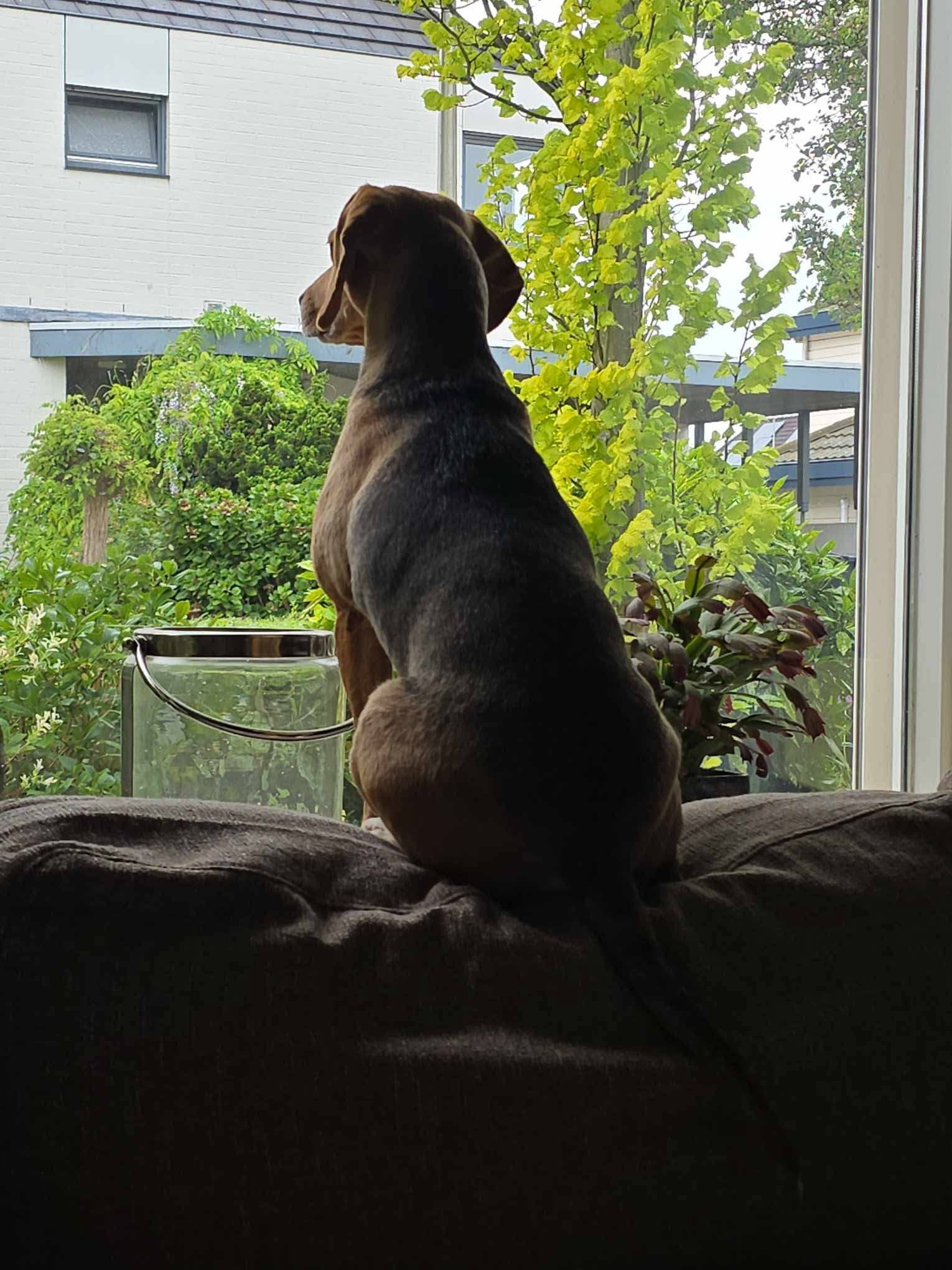 Holly’s Reis: van angstige straatziel tot een leven vol vertrouwen en geduld 🐾
