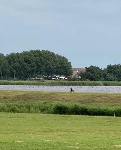 Een triest verhaal met een mooie afloop: Chloë’s avontuur✴️