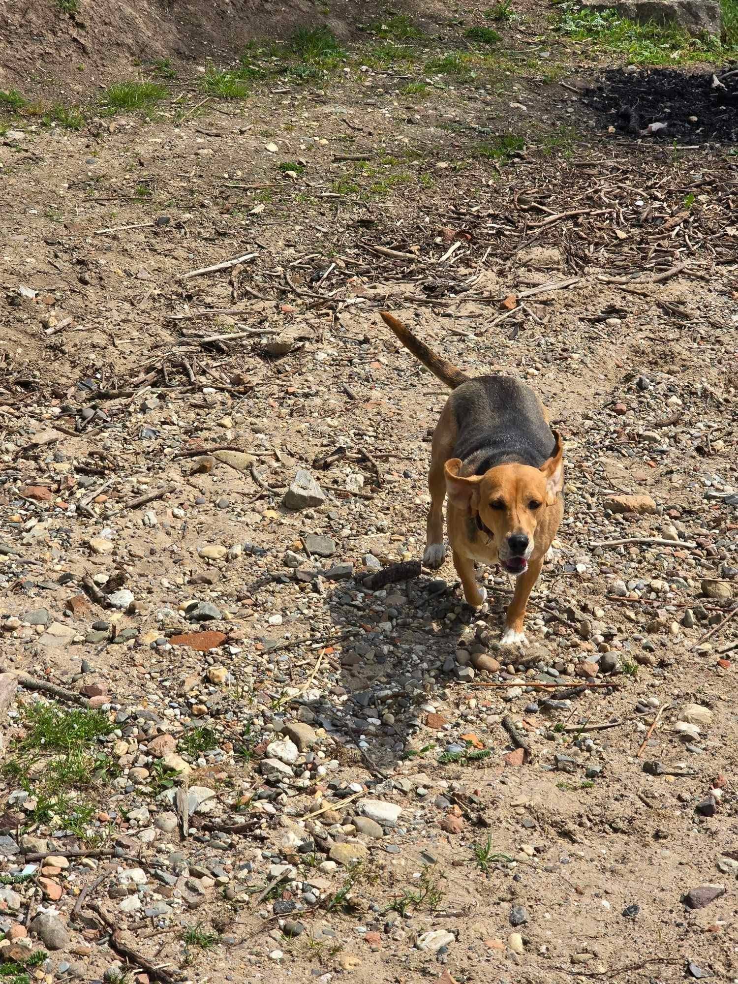 Holly’s Reis: van angstige straatziel tot een leven vol vertrouwen en geduld 🐾